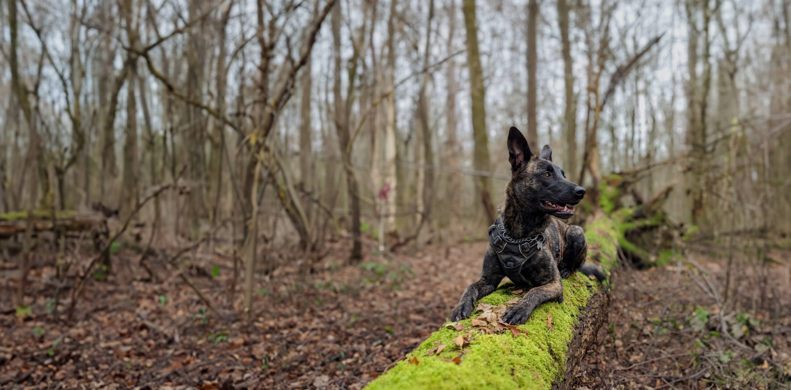 You are currently viewing Le canicross : une activité sportive canine en plein essor